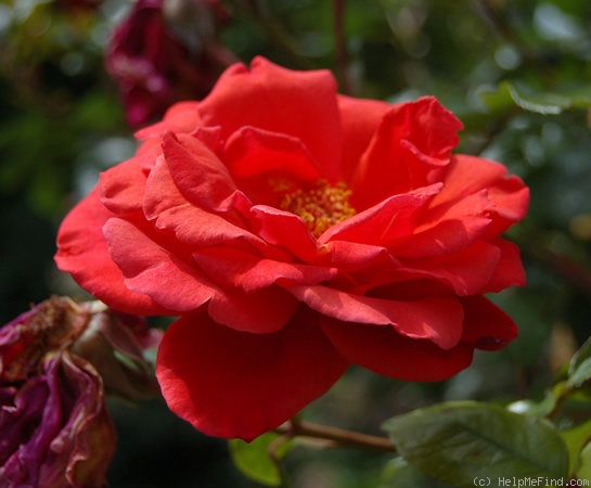 'Soraya, Cl. ®' rose photo
