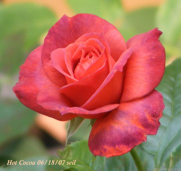 'Hot Cocoa ™ (Floribunda, Carruth 2001)' rose, click to enlarge 'Hot Cocoa ™ (Floribunda, Carruth 2001)' rose photo