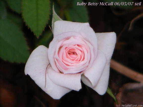 'Baby Betsy McCall' rose photo