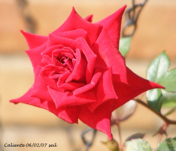 'Caliente ™ (miniature, Benardella, 2004)' rose photo