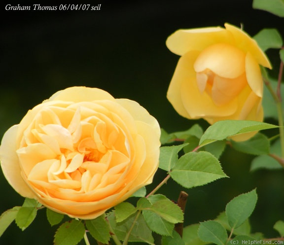 'Graham Thomas' rose photo