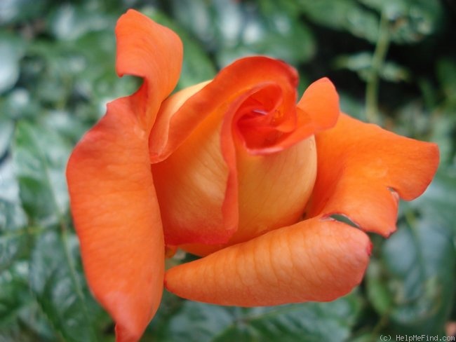 'Magdalena ® (hybrid tea, Adam, 2005)' rose photo