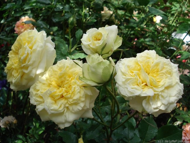 'Sterntaler ®' rose photo