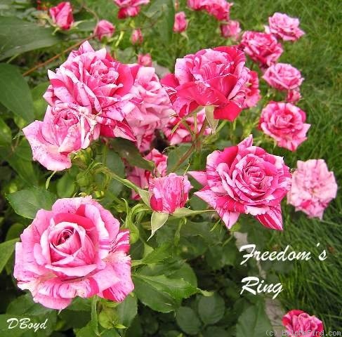 'Freedom's Ring' rose photo
