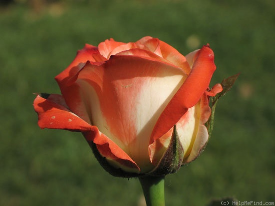 'Impératrice Farah ®' rose photo