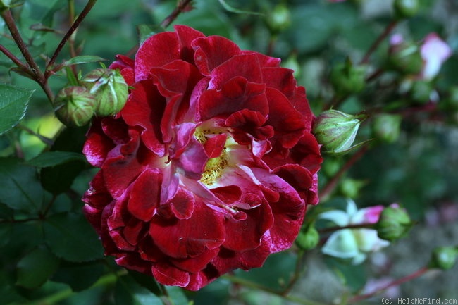 'Sparkling Ruffles ®' rose photo