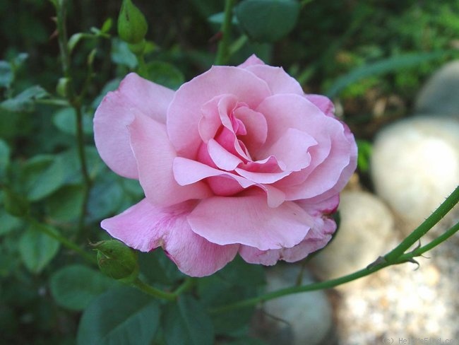 'Columbus Queen' rose photo