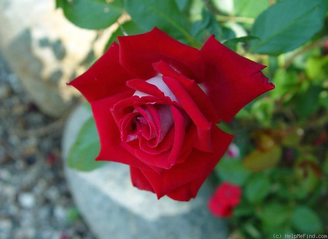 'Fire 'n' Ice ™' rose photo