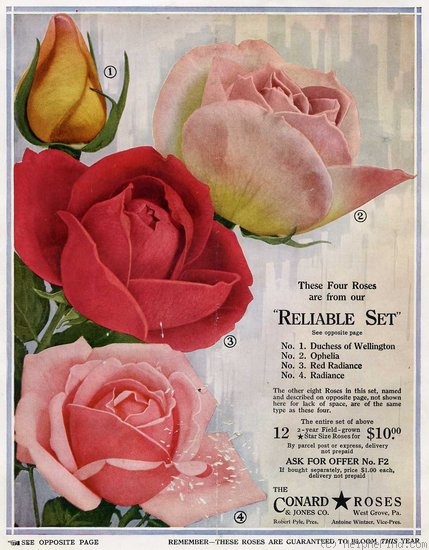 'Red Radiance (hybrid tea, Gude 1916)' rose photo