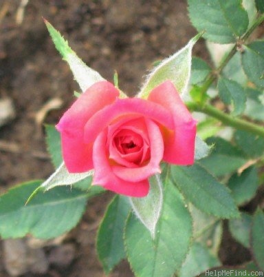 'Ruby Baby' rose photo