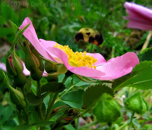 '<i>Rosa arkansana</i> var. <i>suffulta</i> (Greene) Cockerell' rose photo