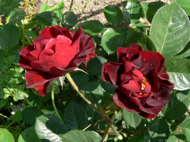 'Malicorne ® (floribunda, Delbard, 2006)' rose photo