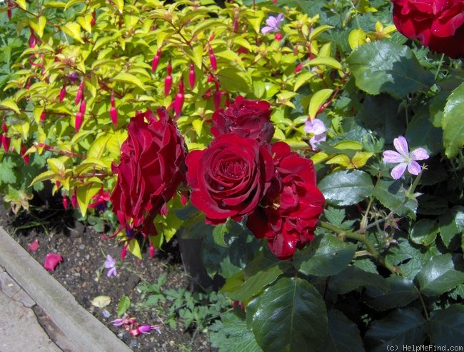 'E.H. Morse' rose photo