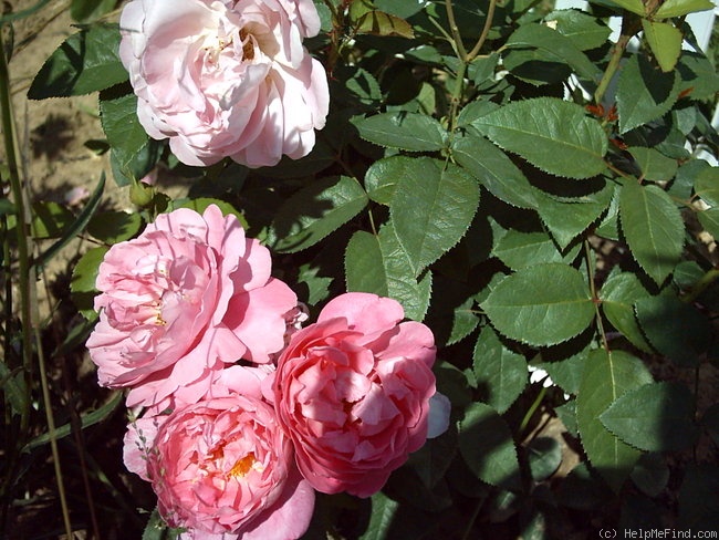 'The Countryman' rose photo