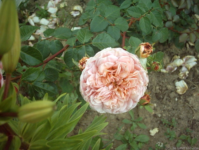 'Abraham Darby' rose, click to enlarge 'Abraham Darby' rose photo