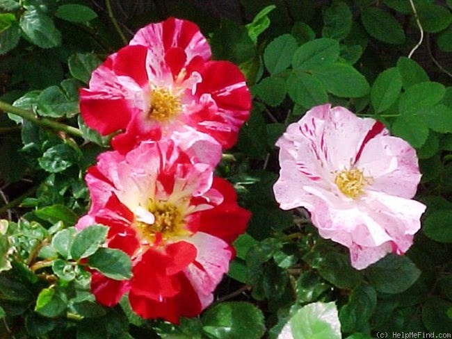 'Fourth of July' rose, click to enlarge 'Fourth of July' rose photo