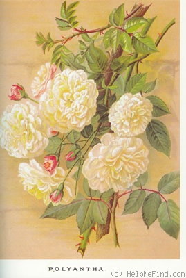 'Polyantha alba plena' rose photo
