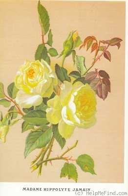 'Madame Hippolyte Jamain (tea, Guillot, 1868)' rose photo