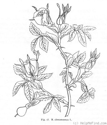'<i>Rosa cinnamomea</i> L. synonym' rose photo