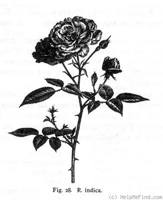 '<i>Rosa indica</i> L.' rose photo