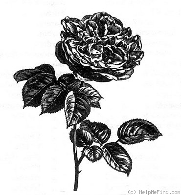 '<I> Rosa x odorata</I> (hort ex. Andrews) Sweet' rose photo