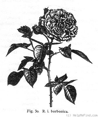 '<I>Rosa indica</i> subtaxon <i>borbonica</I> synonym' rose photo