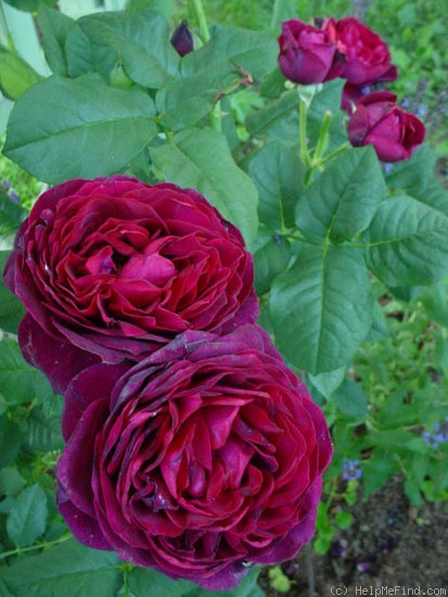 'Astrid Gräfin von Hardenberg' rose photo