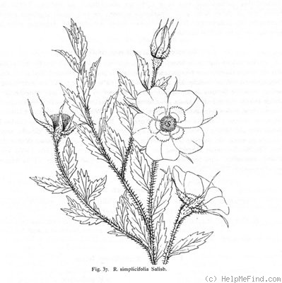 '<i>Rosa simplicifolia</i> Salisbury Synonym' rose photo