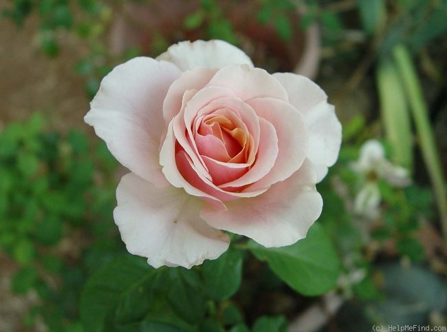 'Sue Hipkin' rose photo