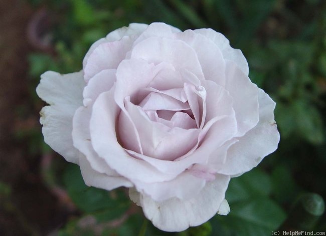 'Pink Crystal' rose photo