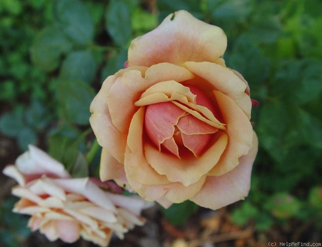 'Cherry Brandy ® (hybrid tea, Evers/Tantau before 1984)' rose photo