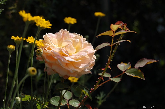 'Queen Nefertiti' rose photo