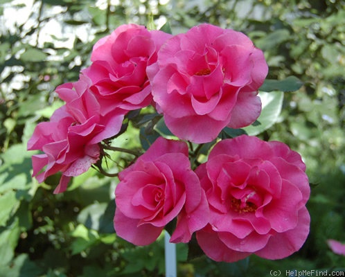 'Romanze ® (shrub, Tantau, 1984)' rose photo
