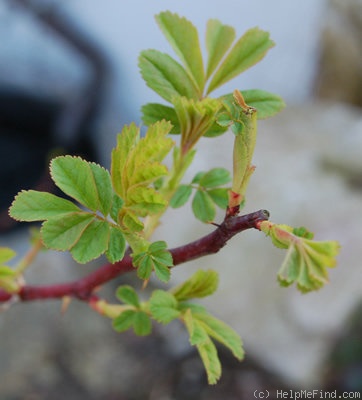 '<i>Rosa majalis</i> Herrmann' rose photo