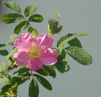 '<i>Rosa majalis</i> Herrmann' rose photo