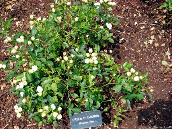 'Green Diamond' rose photo