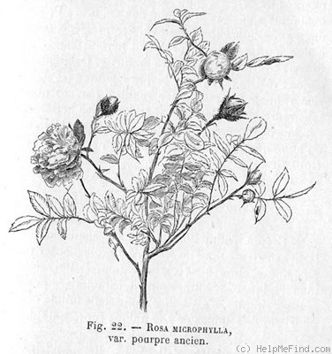 '<I>Rosa microphylla</i> Roxb. ex Lindl. synonym' rose photo