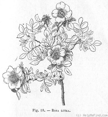 '<i>Rosa lutea</i> Mill. synonym' rose photo