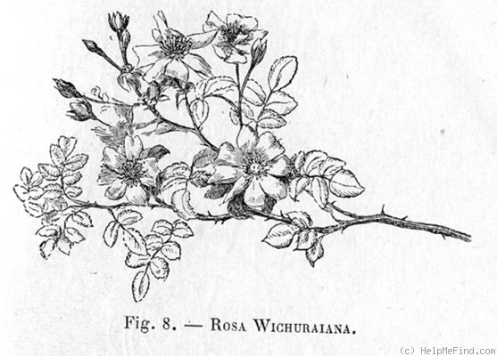 '<I>Rosa wichuraiana</I> Crép. synonym' rose photo