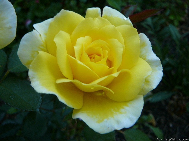 'Yellow Submarine' rose photo