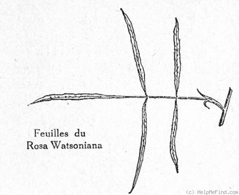 'R. watsoniana' rose photo