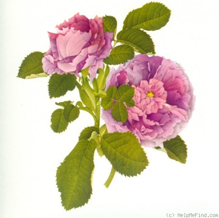 'Belle de Crécy (Gallica, Roeser, 1829)' rose, click to enlarge 'Belle de Crécy (Gallica, Roeser, 1829)' rose photo