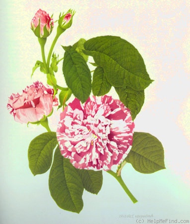 'Camaïeux (Gallica, Gendron, 1826)' rose photo
