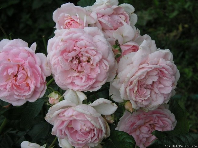'Lovely Meidiland' rose photo