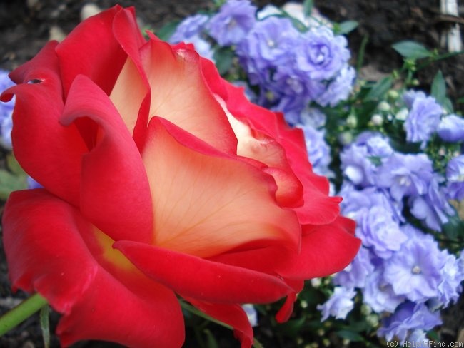 'Acadia (hybrid tea, Armstrong before 1995)' rose photo