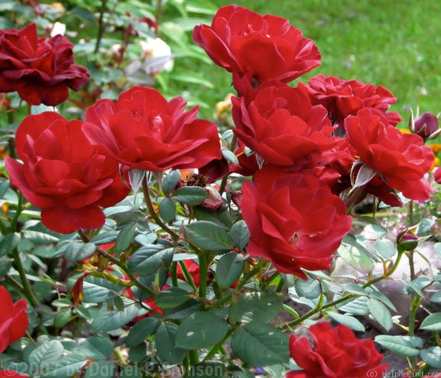 'Harm Saville ™' rose photo