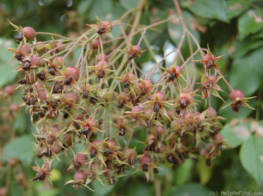 'Excelsa' rose photo