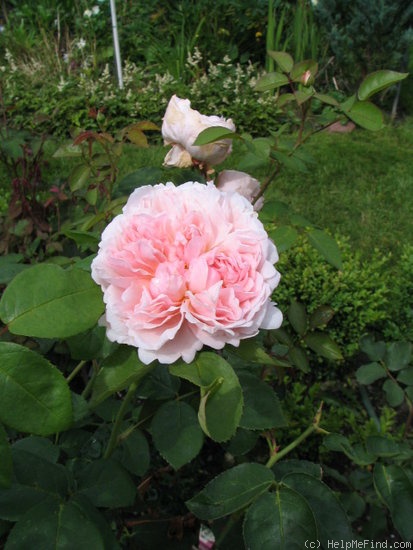 'St. Swithun ™' rose photo