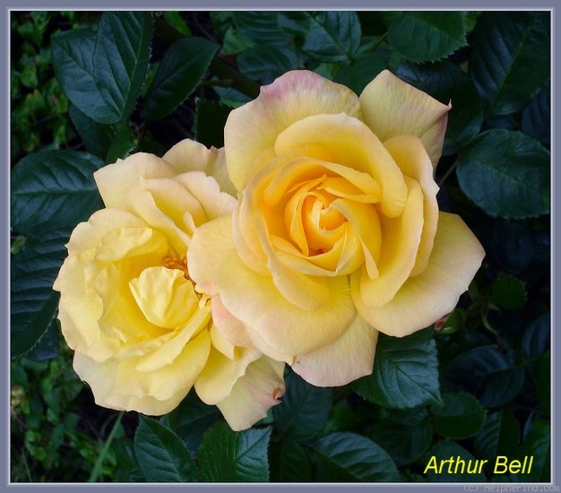 'Arthur Bell (Floribunda, McGredy, 1959)' rose photo