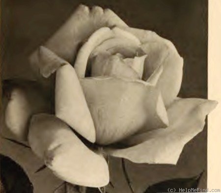 'Countess Clanwilliam' rose photo